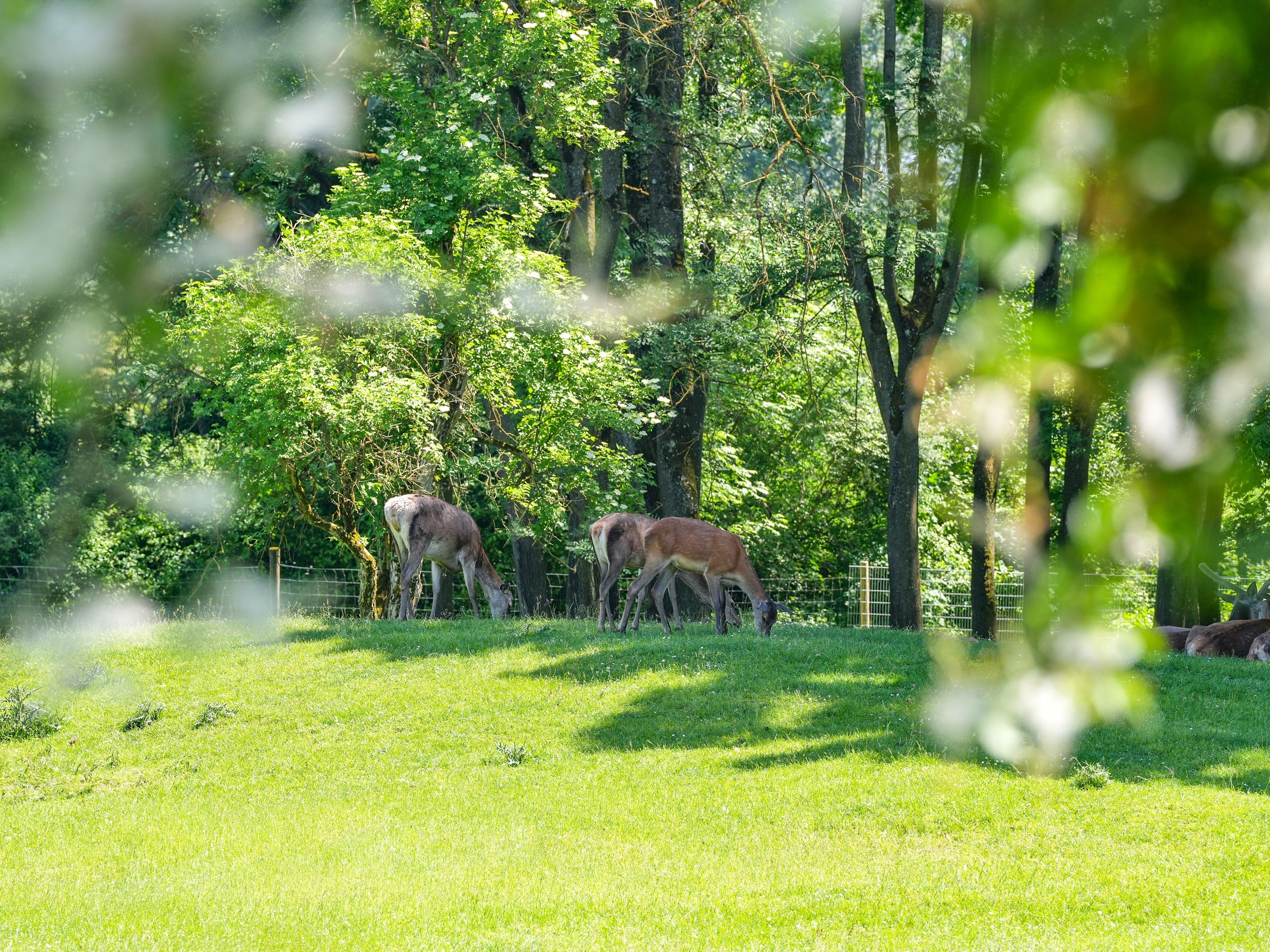 Image for Wildpark