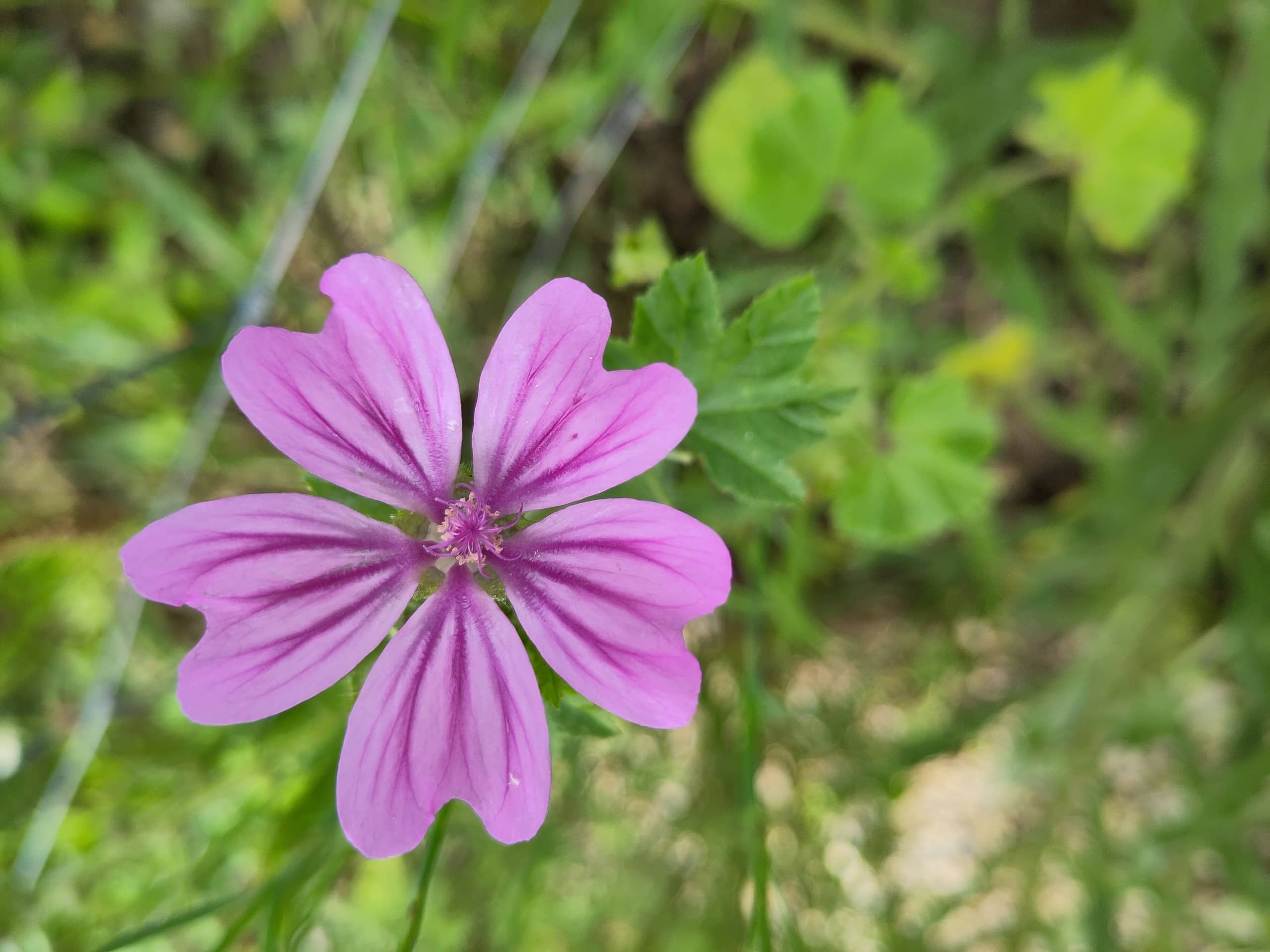 Natur, Genuss, Know-How: 5 Wildpflanzen im Sommer