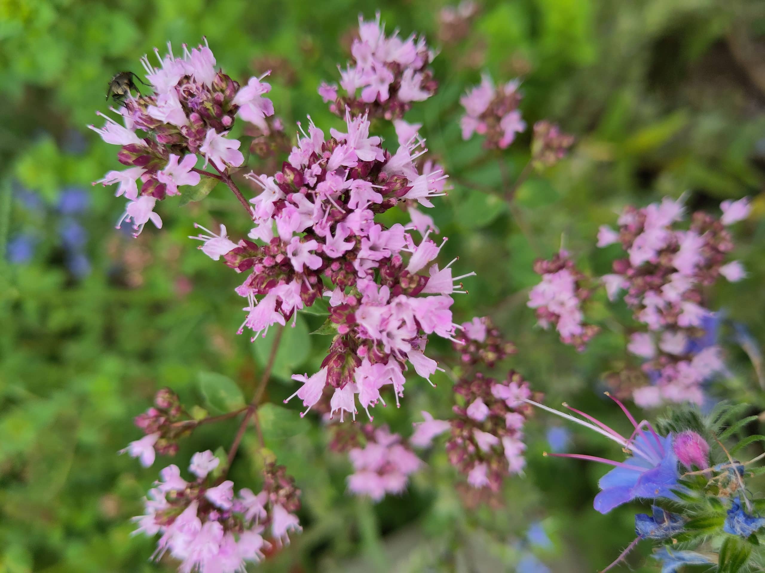 Natur, Genuss, Know-How: 4 Wildpflanzen im Sommer