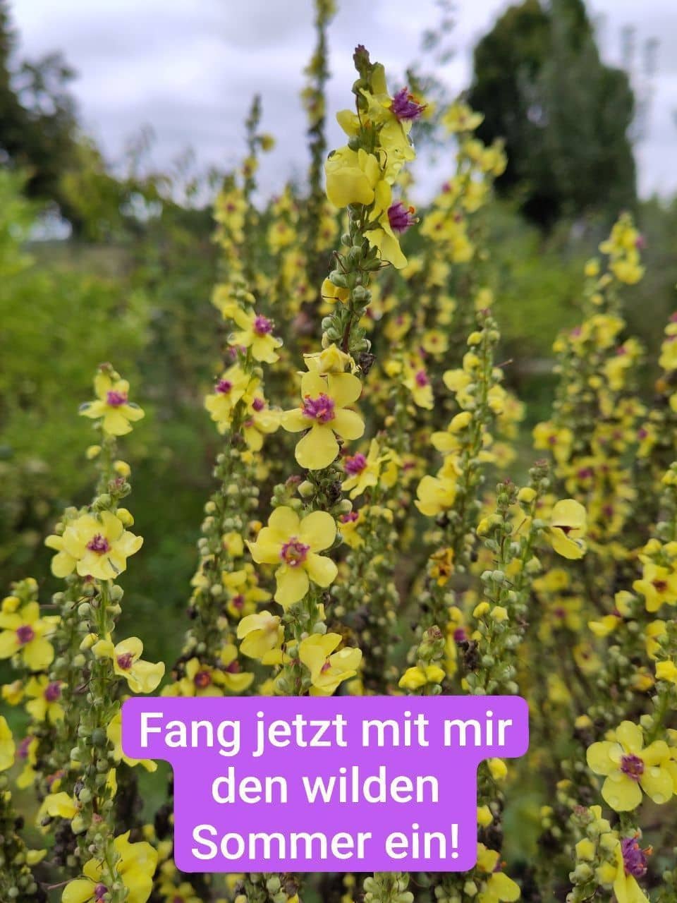 Natur, Genuss, Know-How: 5x Wilder Genuss im Hochsommer